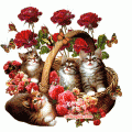 Comments, Graphics - Only images 